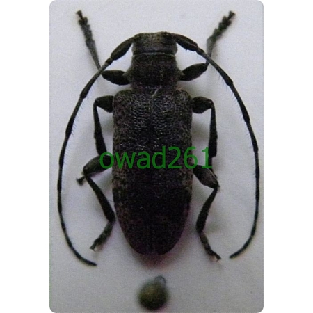 Oplosia fennica (Paykull, 1800) Popielatka lipowa